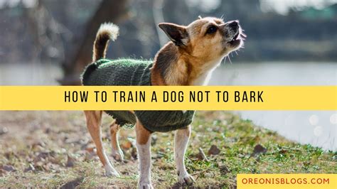 how to teach a dog not to bark in crate