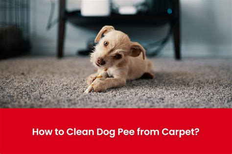 How To Teach A Dog Not To Pee On The Carpet