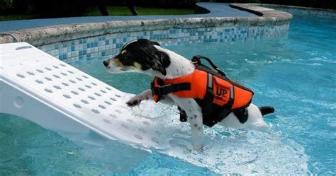 how to teach a dog to get out of a pool