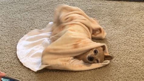 How To Teach A Dog To Get Under A Blanket