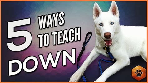 How To Teach A Dog To Open A Door With A Rope