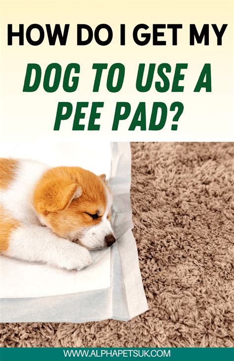 How To Teach A Dog To Pee On Pad