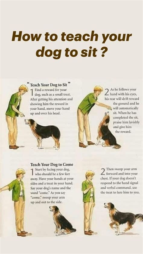 how to teach a dog to sit and wait