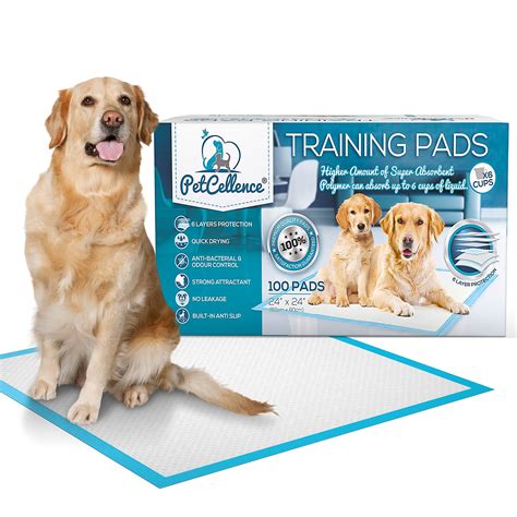 How To Teach A Dog To Use A Pad