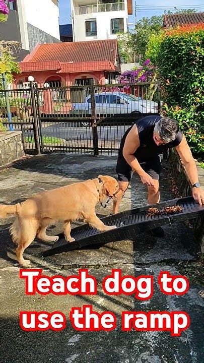 How To Teach A Dog To Use A Ramp