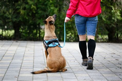 how to teach a dog to walk on a lead without pulling