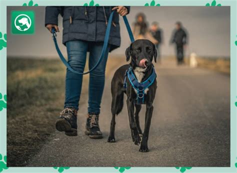 how to teach a dog to walk on leash without pulling