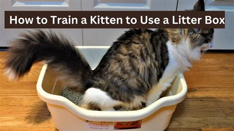 How To Teach A Kitten How To Use A Litter Box