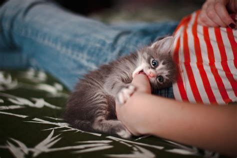 how to teach a kitten not to bite hands