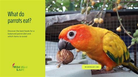 How To Teach A Parrot To Eat By Itself