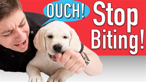 how to teach a puppy not to bite when playing