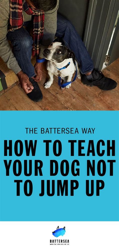 How To Teach A Puppy Not To Jump On The Couch