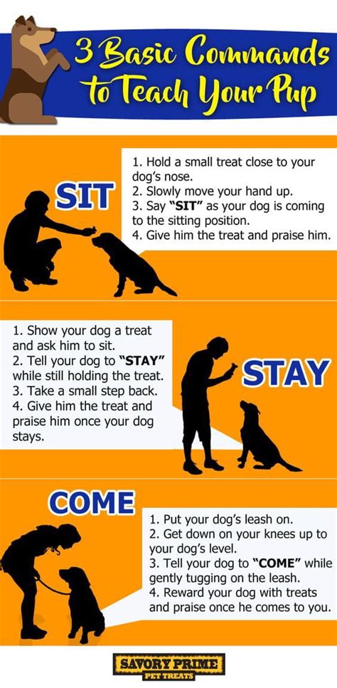 How To Teach Basic Dog Commands