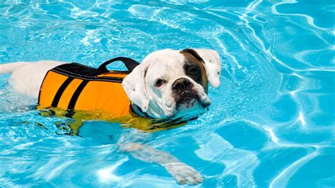 how to teach dog to get in pool