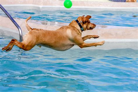 how to teach dog to jump in pool