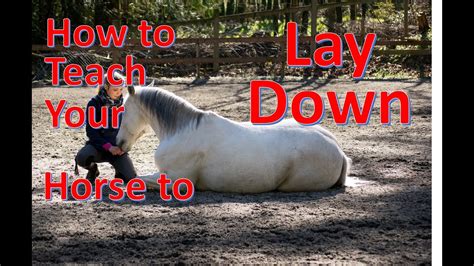 how to teach horse to lay down