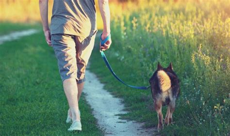 how to teach my dog to walk without a leash