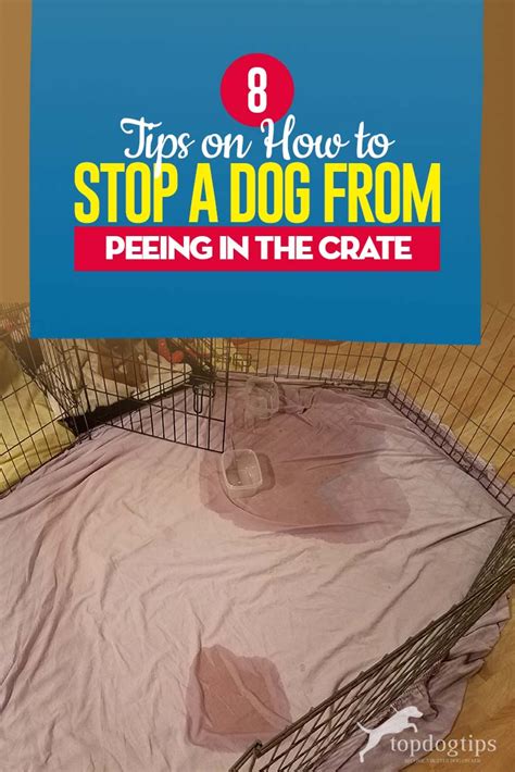 how to teach puppy not to pee in crate
