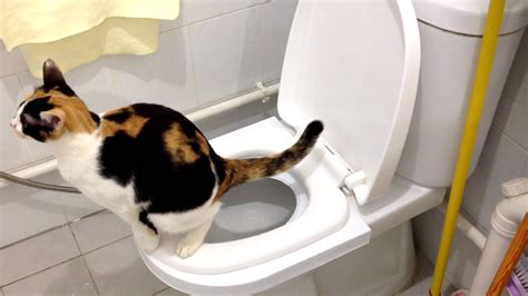 How To Teach Your Cat To Pee In The Toilet
