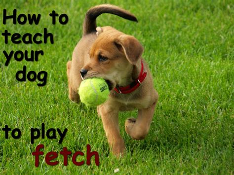 how to teach your dog to fetch a ball