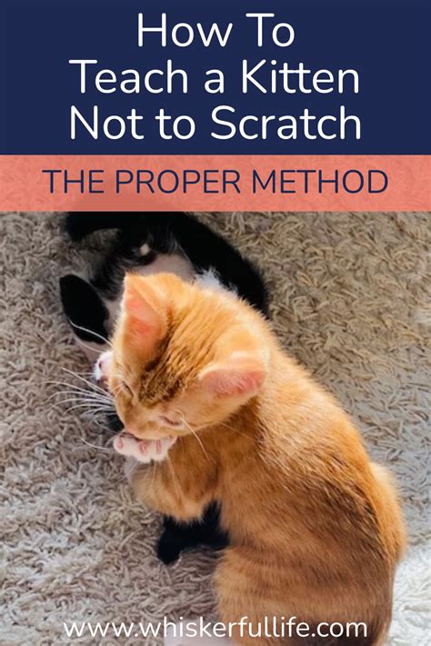 how to teach your kitten not to bite and scratch