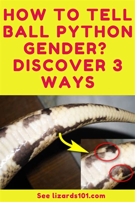 How To Tell A Ball Python Gender