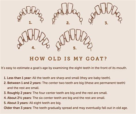 how to tell a goats age