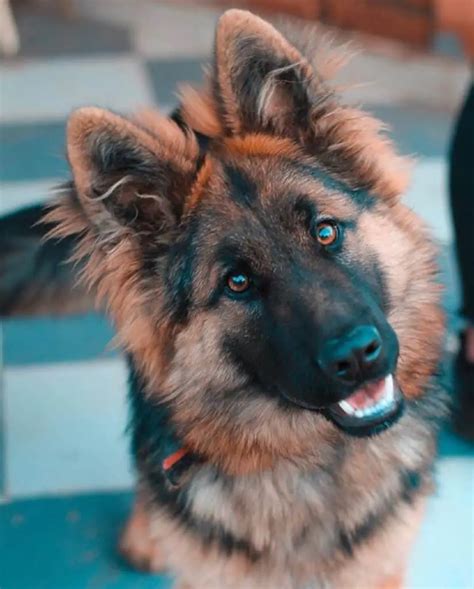 This How To Tell A Long Haired German Shepherd Puppy For Short Hair