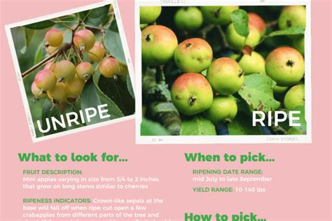 How To Tell An Apple Tree From A Crabapple Tree