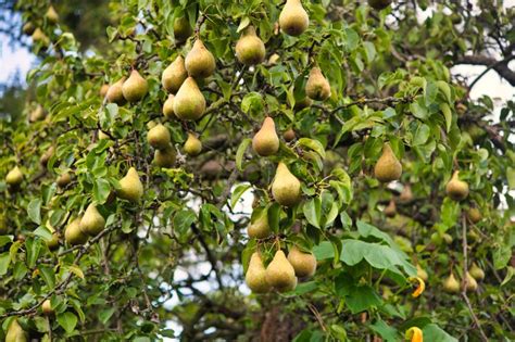 How To Tell An Apple Tree From A Pear Tree