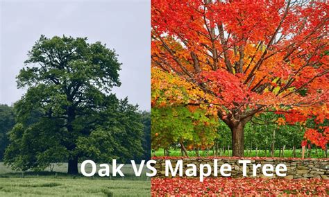 How To Tell An Oak Tree From A Maple Tree