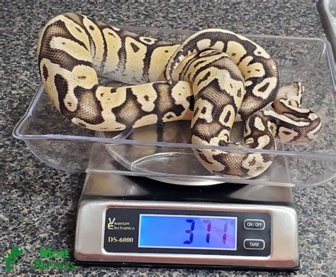 How To Tell How Old A Ball Python Is