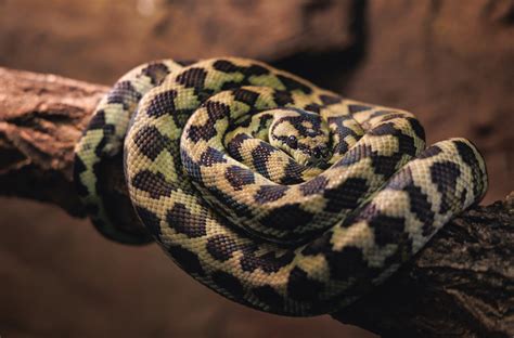 How To Tell How Old A Carpet Python Is