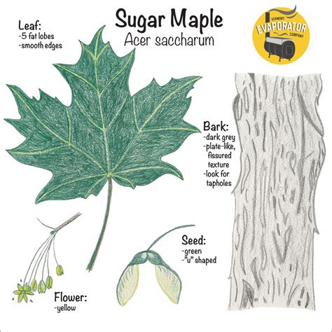 How To Tell If A Maple Tree Is A Sugar Maple