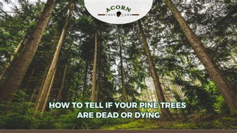 How To Tell If A Pine Tree Is Dead