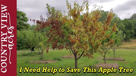 How To Tell If An Apple Tree Is Dead