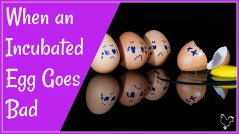 How To Tell If An Egg Is Bad In Incubator
