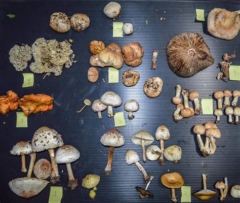 how to tell if mushrooms have psilocybin