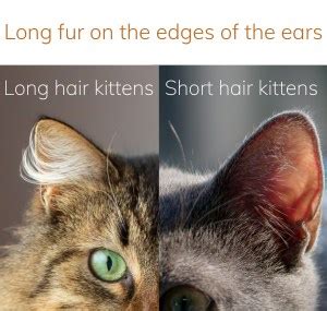 Unique How To Tell If My Kitten Will Have Long Or Short Hair For Long Hair