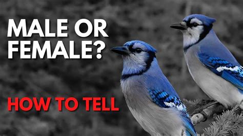 how to tell male from female blue jay bird