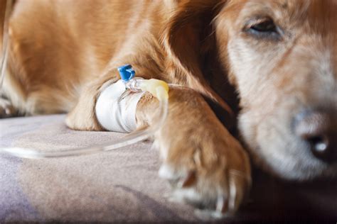 how to test for botulism in dogs