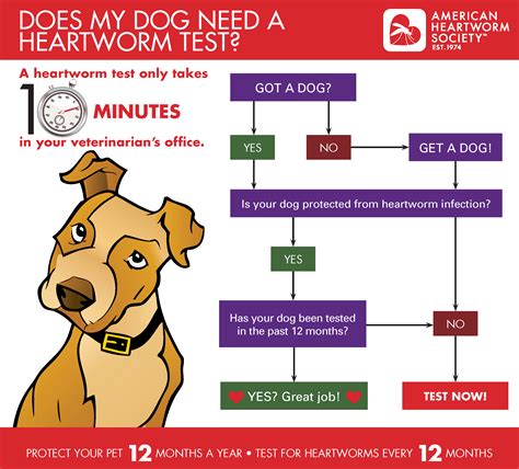how to test for heartworm in dogs