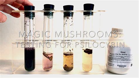 how to test mushrooms for psilocybin