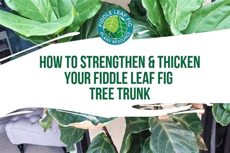 How To Thicken Fiddle Leaf Fig Trunk
