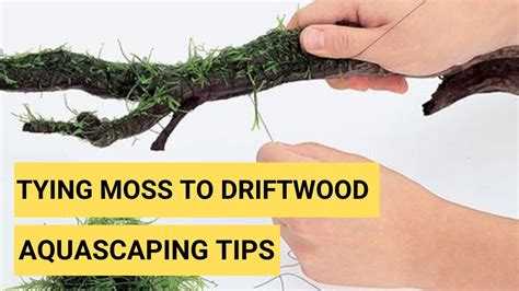 How To Tie Java Moss To Driftwood