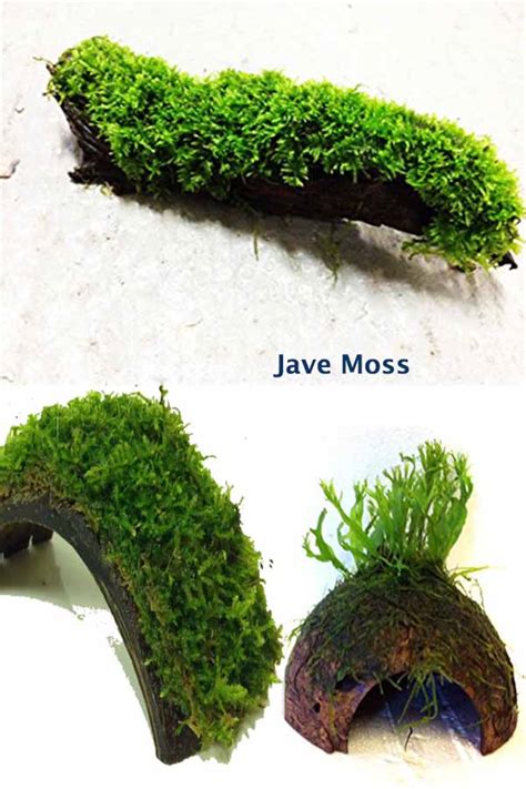 How To Tie Java Moss To Rock