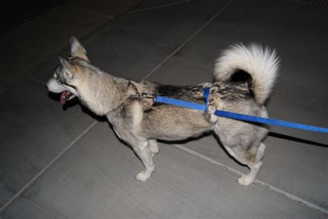 How To Tie Leash So Dog Won't Pull