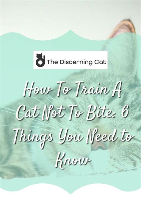 how to train a cat not to chew on things