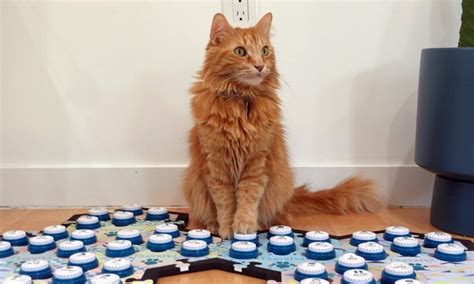How To Train A Cat To Use Buttons