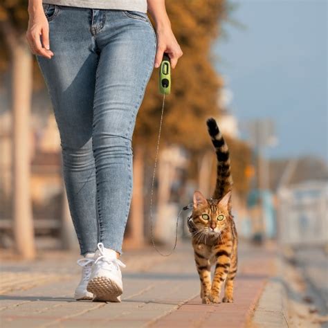 How To Train A Cat To Walk On A Leash - Youtube